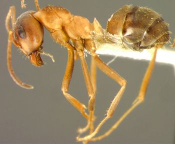 Media type: image;   Entomology 8885 Aspect: habitus lateral view